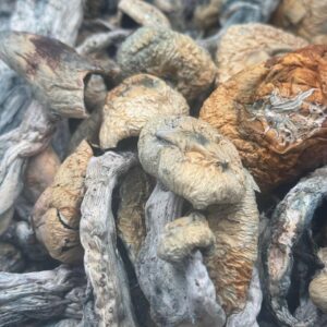 Jedi Mind Fuck Mushroom