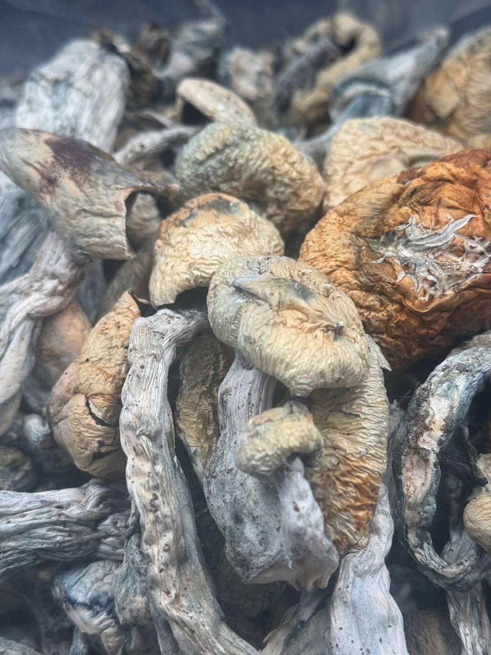 Jedi Mind Fuck Mushroom