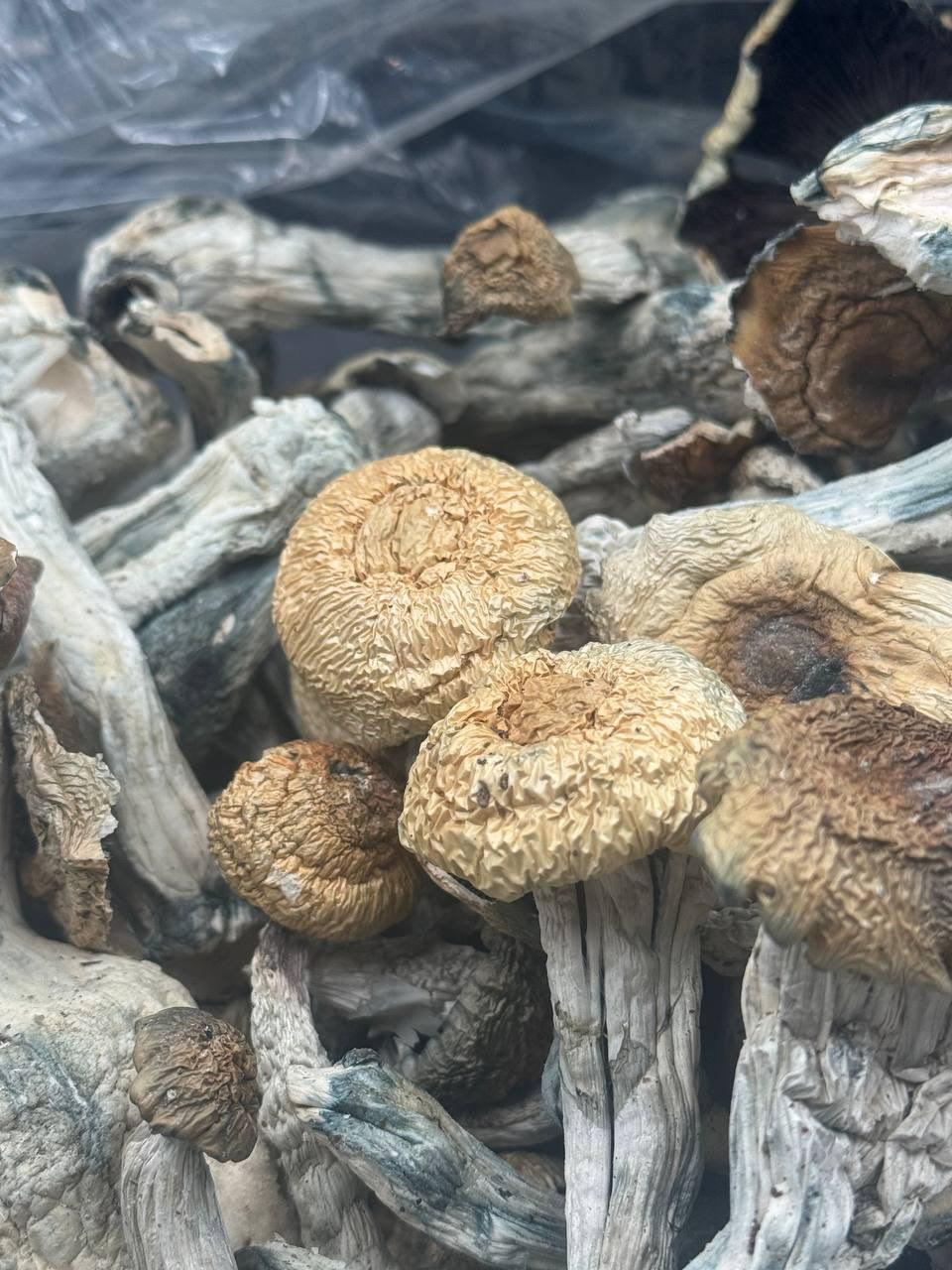 Tidal Wave Mushroom Tidal Wave Mushroom