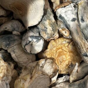 Flying Saucer Mushroom