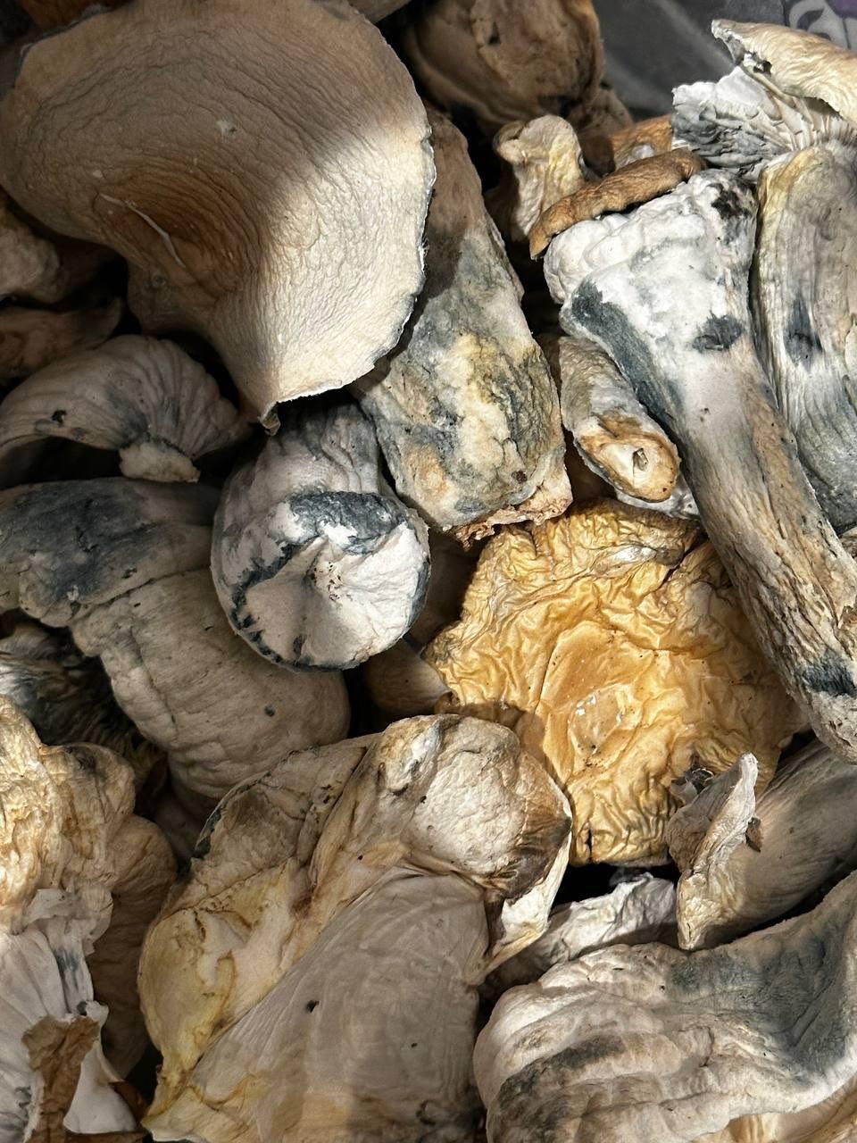 Flying Saucer Mushroom