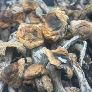 Bluey Vuitton Mushroom